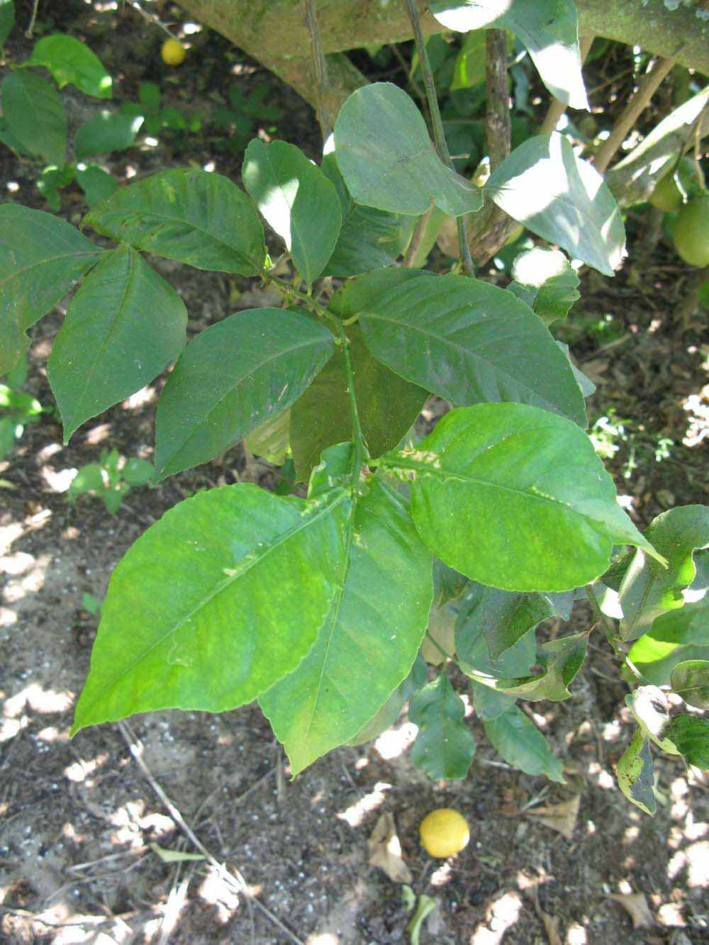              Shade leaves (Todo del Ano, Winter Haven, FL)       